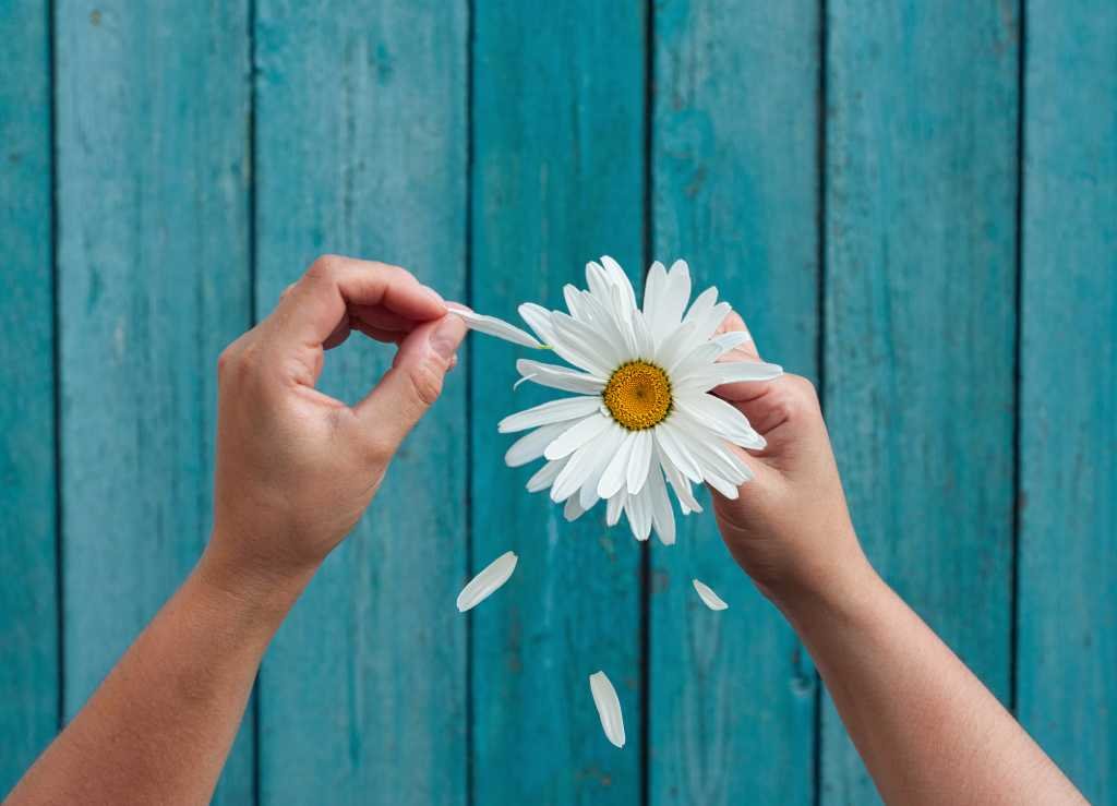 Hand plucking petals from a flower. Loves me, loves me not